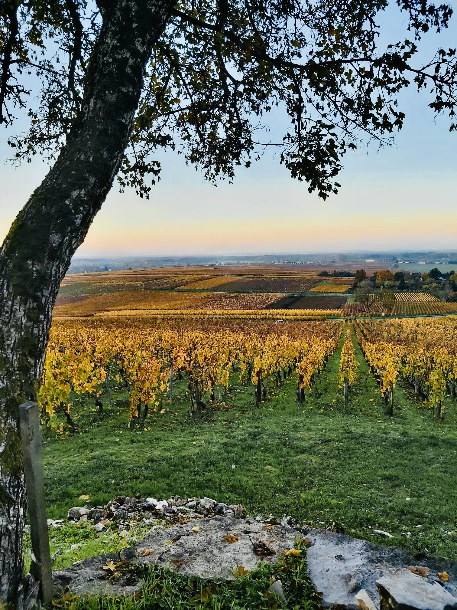 Parcelle de vigne de Jambles en Bourgogne